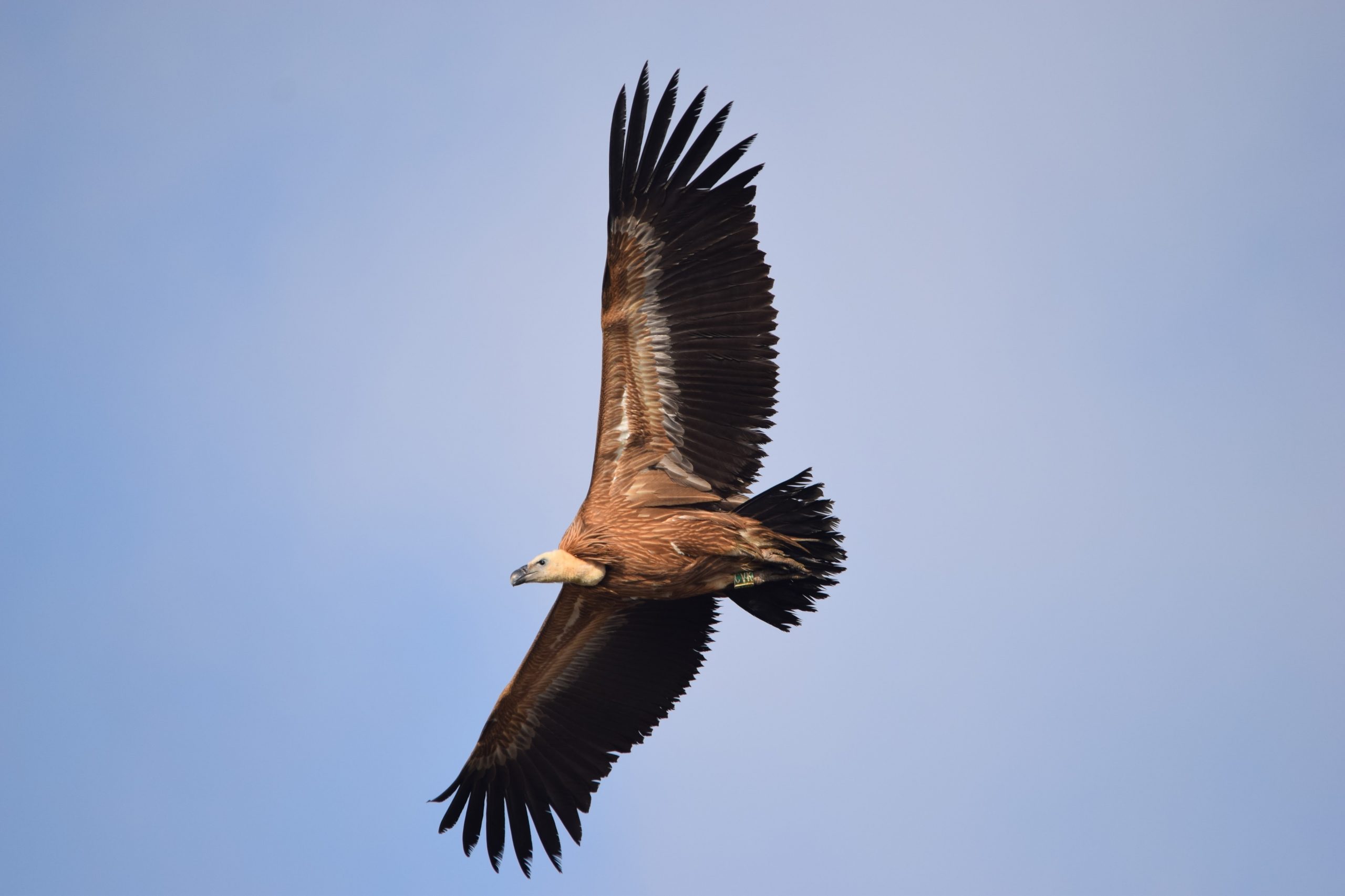 LIFE SUPport – Securing a future for Griffon Vultures in Croatia