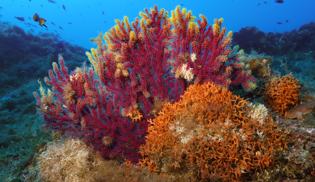 Unique National Map of Marine Habitats launched